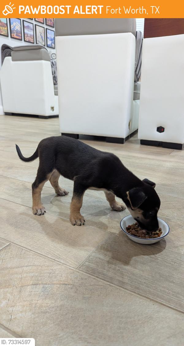 Found/Stray Male Dog last seen Dalford Street, Fort Worth, TX 76111