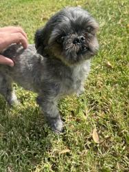 Reunited Male Dog last seen SPC Laramore Dr, Killeen, TX, USA, Killeen, TX 76548