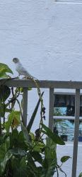 Found/Stray Unknown Cat last seen 24th st and biscayne boulevard, downtown Miami, Miami, FL 33137