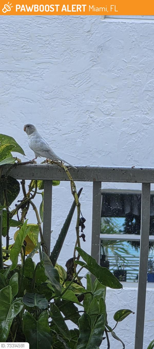 Found/Stray Unknown Cat last seen 24th st and biscayne boulevard, downtown Miami, Miami, FL 33137