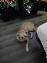 Found/Stray Male Dog last seen West Rundberg, Austin, TX 78753