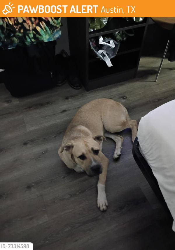 Found/Stray Male Dog last seen West Rundberg, Austin, TX 78753