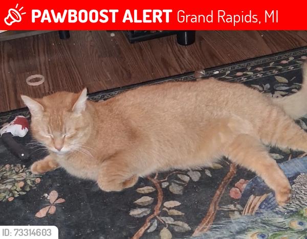 Lost Male Cat last seen Jeanette and 10th, Grand Rapids, MI 49504