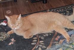 Lost Male Cat last seen Jeanette and 10th, Grand Rapids, MI 49504