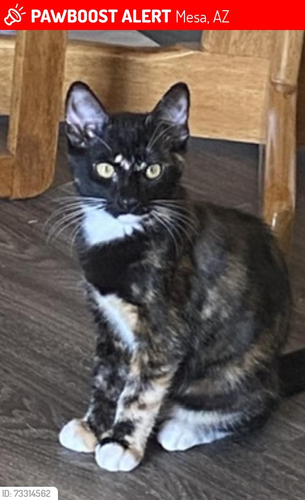 Lost Female Cat last seen Fountain East Mobile Home Park, Mesa, AZ 85206