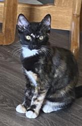Lost Female Cat last seen Fountain East Mobile Home Park, Mesa, AZ 85206