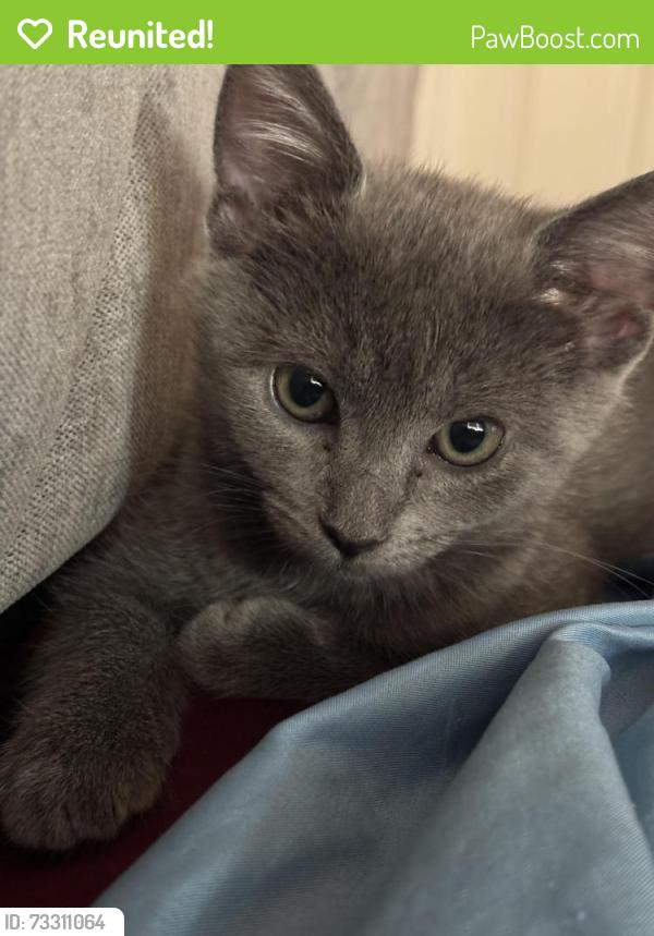 Reunited Female Cat last seen Terrance st, Pittsburgh, PA 15213