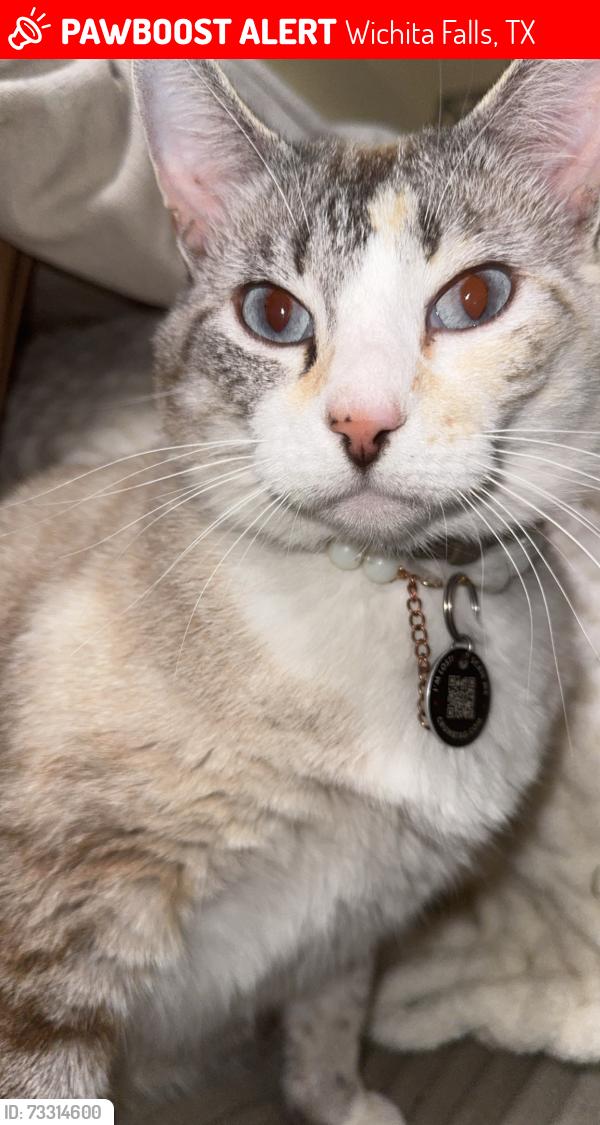 Lost Female Cat last seen W Rathegeber Rd, Wichita Falls, TX 76302