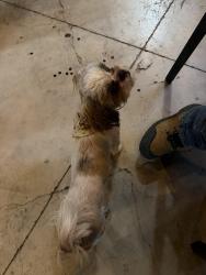 Found/Stray Female Dog last seen Mcalisters, Odessa, TX 79764