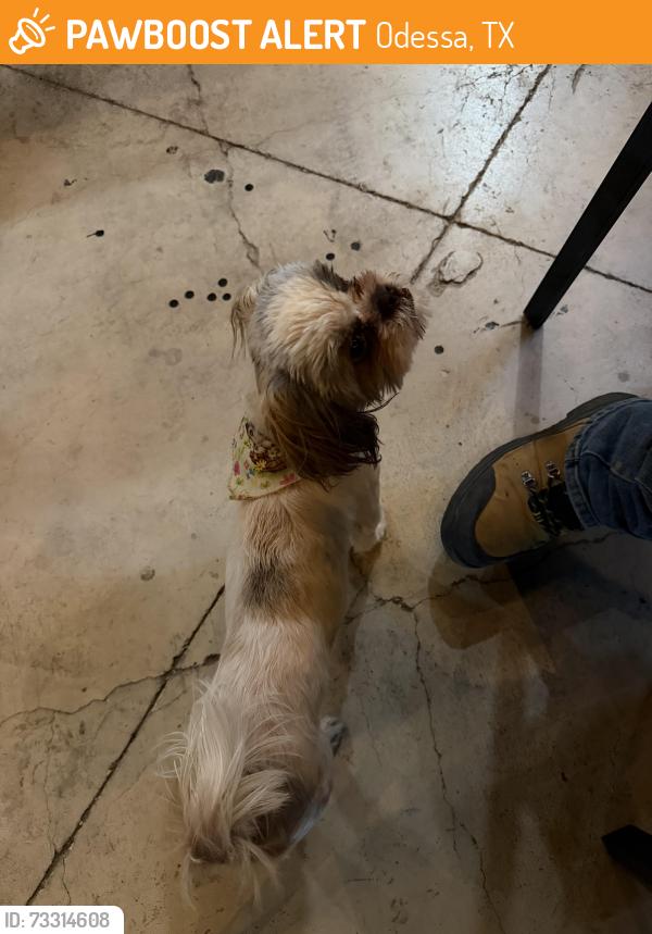 Found/Stray Female Dog last seen Mcalisters, Odessa, TX 79764