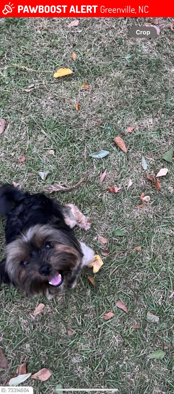 Lost Female Dog last seen Hardy road, Greenville, NC 27858