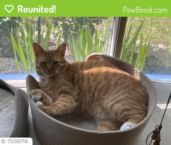 Reunited Male Cat last seen Papermill Road & Church Rd, Oreland, PA 19075