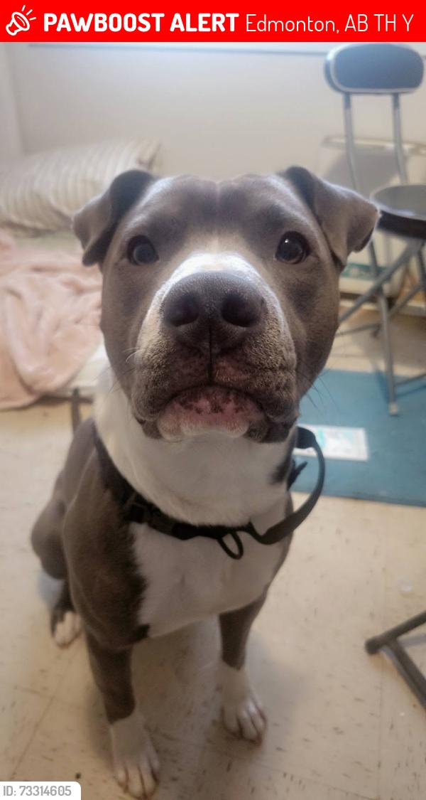 Lost Male Dog last seen Near 65st, Edmonton, AB T6H 5Y6