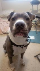 Lost Male Dog last seen Near 65st, Edmonton, AB T6H 5Y6