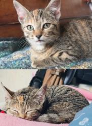 Lost Female Cat last seen Northumberland street, park street, park road, Merseyside, England 