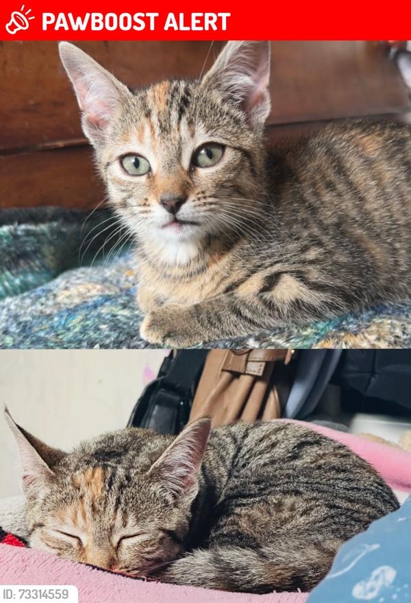 Lost Female Cat last seen Northumberland street, park street, park road, Merseyside, England 