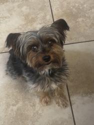 Lost Male Dog last seen Alleyway of Date st, Pomona, CA 91768