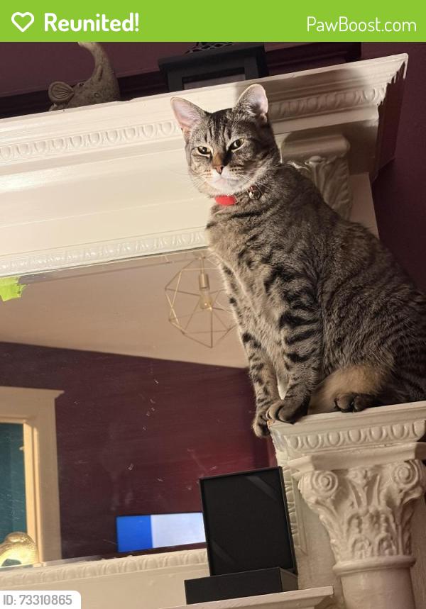 Reunited Male Cat last seen Monroe and 14th NW, Columbia Heights, Washington, DC 20010