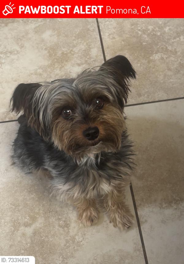 Lost Male Dog last seen Alleyway of Date st, Pomona, CA 91768