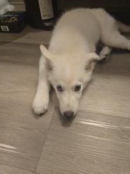 Found/Stray Female Dog last seen Near dacy apmts, Kyle, TX 78640