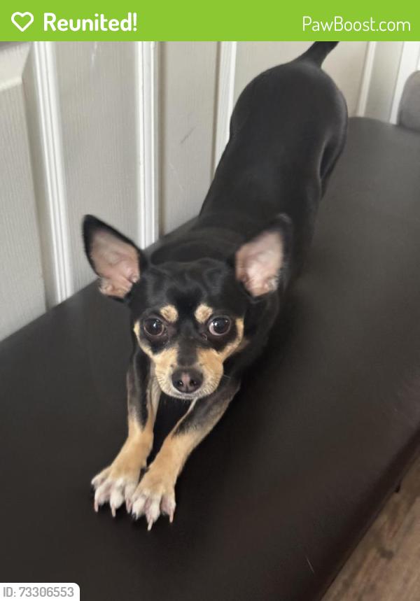 Reunited Male Dog last seen Near Grisham st, Winter Garden, FL 34787
