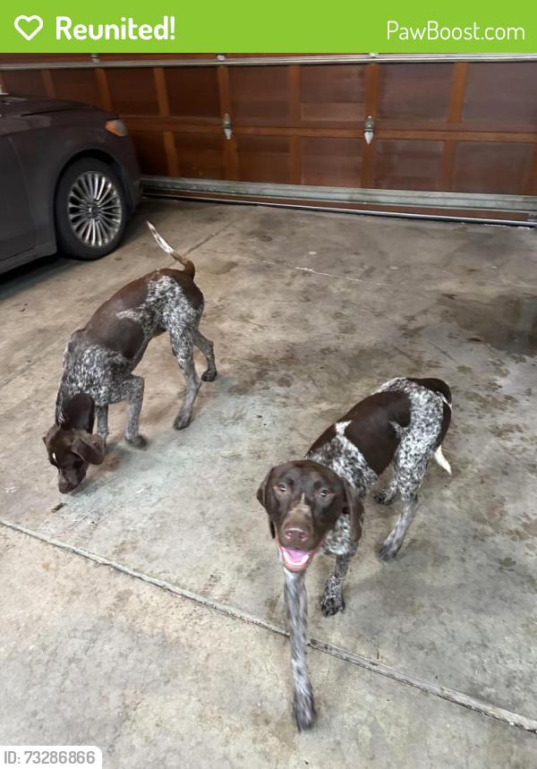 Reunited Male Dog last seen 86th & Oaklandon, Indianapolis, IN 46236