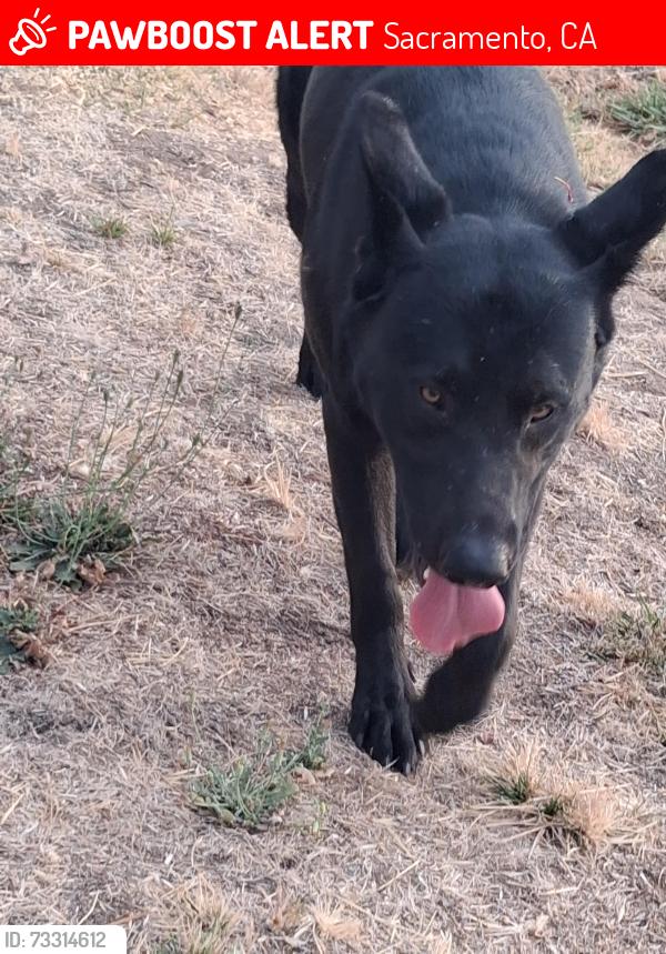 Lost Male Dog last seen Near Power Inn Rd, Sacramento, CA 95828, Sacramento, CA 95828