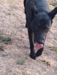 Lost Male Dog last seen Near Power Inn Rd, Sacramento, CA 95828, Sacramento, CA 95828