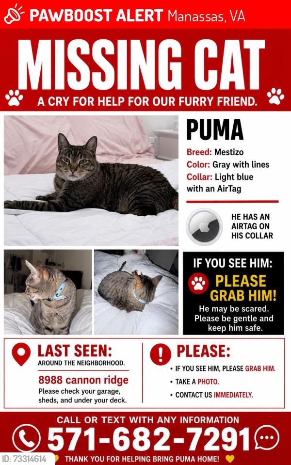 Lost Male Cat last seen Liberia ave, Manassas, VA 20110