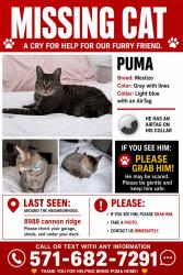 Lost Male Cat last seen Liberia ave, Manassas, VA 20110