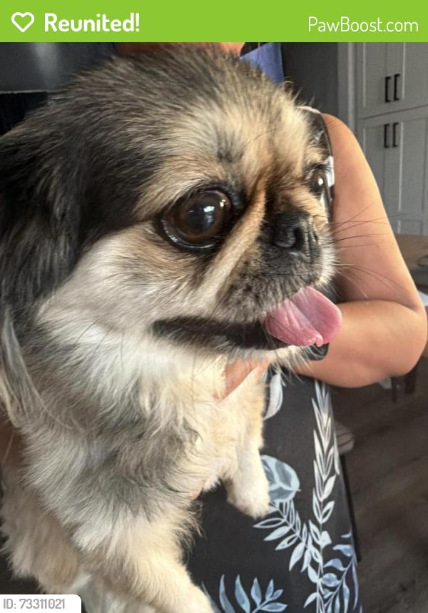Reunited Female Dog last seen Hiel St. and Safford Ave., Spring Valley, CA 91977