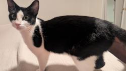Found/Stray Female Cat last seen on the corner of Loves Creek Rd and Buffat Mill Rd, Knoxville, TN 37924