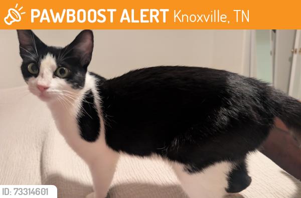 Found/Stray Female Cat last seen on the corner of Loves Creek Rd and Buffat Mill Rd, Knoxville, TN 37924