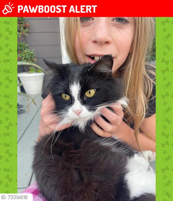 Lost Female Cat last seen Wartrace Ct, Dorchester County, SC 29485