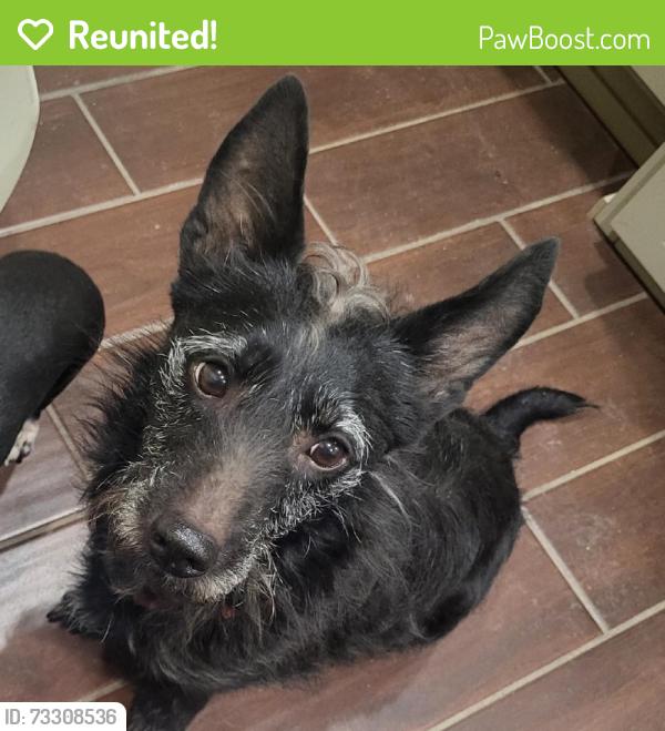 Reunited Female Dog last seen Near The Whittier Greenway Trail, Whittier, CA 90601, USA, Whittier, CA 90601