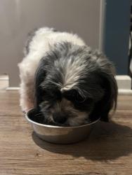 Found/Stray Female Dog last seen Canterbury Castle Drive Charlotte 28273, Charlotte, NC 28273
