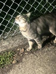 Found/Stray Unknown Cat last seen torresdale ave and Robbins st, Philadelphia, PA 19135