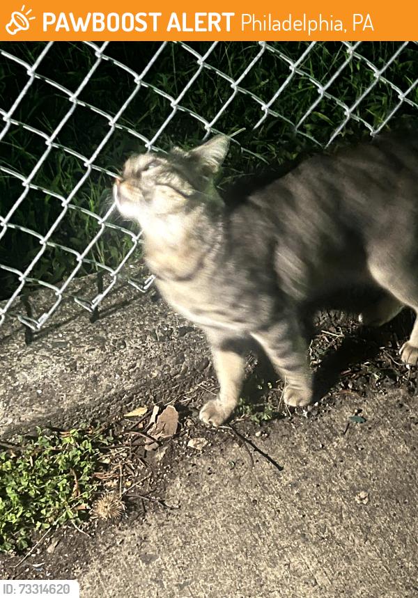Found/Stray Unknown Cat last seen torresdale ave and Robbins st, Philadelphia, PA 19135