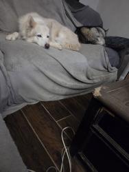 Lost Female Dog last seen W Madison, Ennis, TX 75119