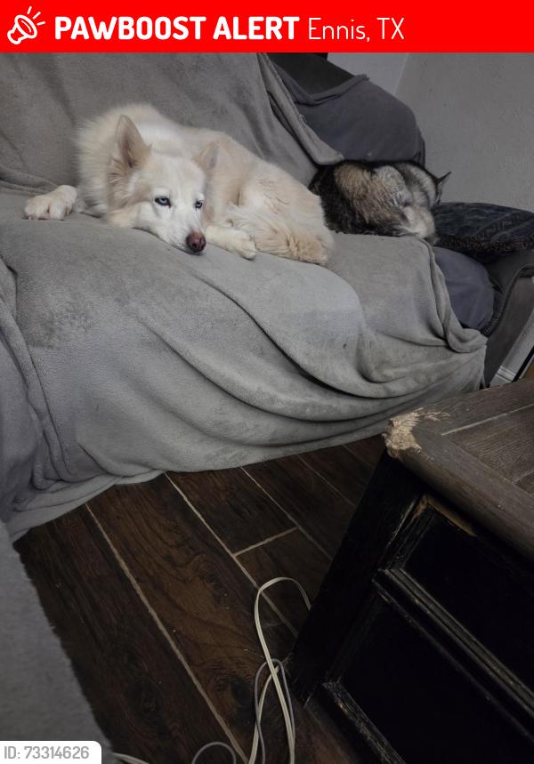 Lost Female Dog last seen W Madison, Ennis, TX 75119