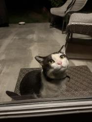 Found/Stray Unknown Cat last seen Panther Drive and Shelbyville Hwy, Murfreesboro, TN 37127