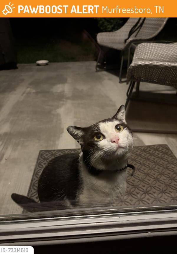 Found/Stray Unknown Cat last seen Panther Drive and Shelbyville Hwy, Murfreesboro, TN 37127