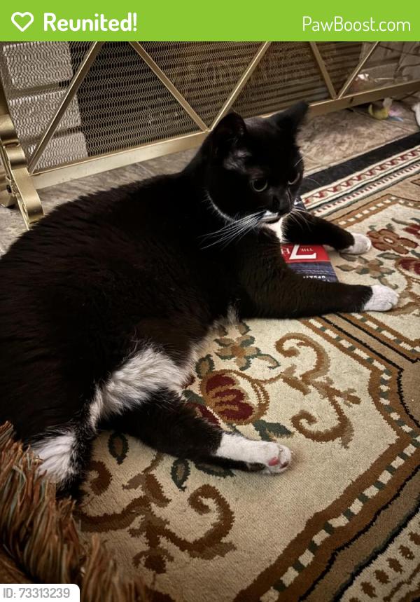 Reunited Female Cat last seen Charles and Jordan place, Rockford, IL 61108
