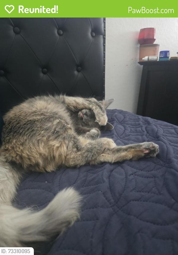 Reunited Female Cat last seen Near n Celestial way, Maricopa, AZ 85139