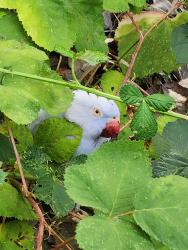 Found/Stray Female Bird last seen Hwy 49 and Auburn rd, Nevada County, CA 95949