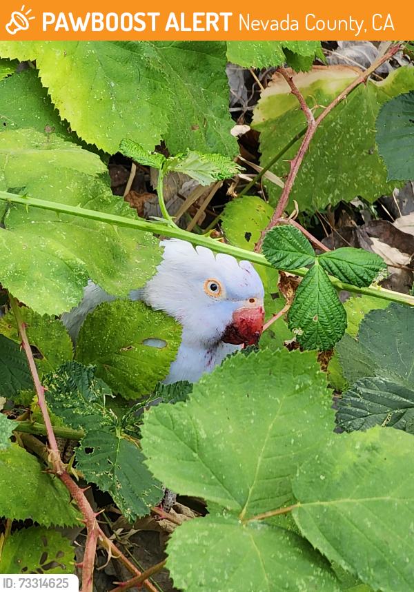 Found/Stray Female Bird last seen Hwy 49 and Auburn rd, Nevada County, CA 95949
