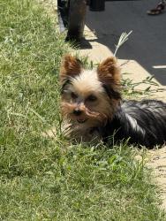 Reunited Female Dog last seen Phifer st, kings mountain high school, Kings Mountain, NC 28086