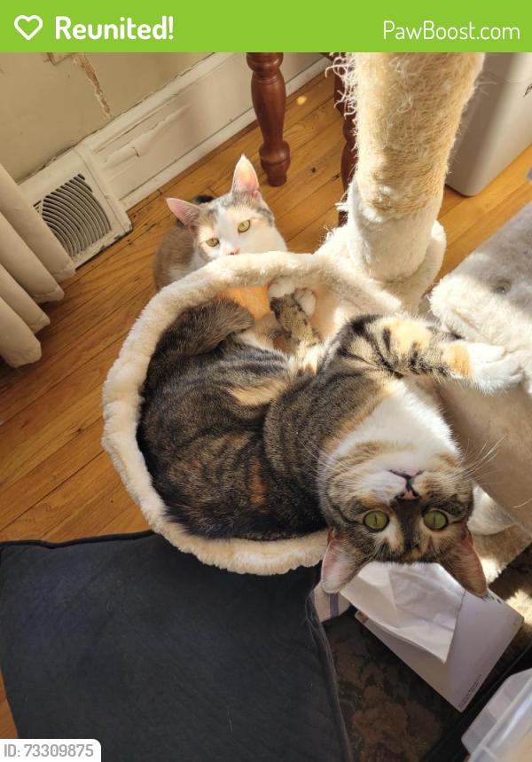 Reunited Female Cat last seen Radnor and Pembroke, Saint Charles, MO 63301