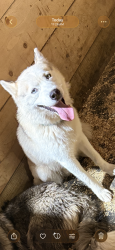 Found/Stray Male Dog last seen Near W Arsenal Rd Manhattan, IL 60442, Manhattan, IL 60442