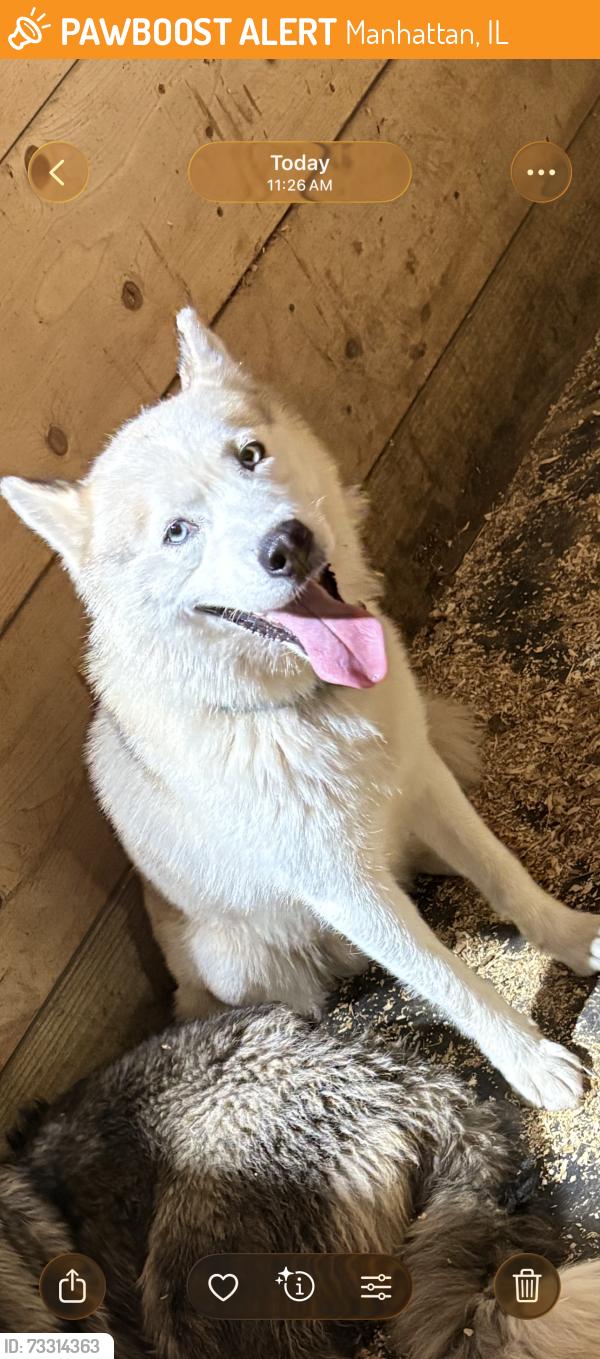 Found/Stray Male Dog last seen Near W Arsenal Rd Manhattan, IL 60442, Manhattan, IL 60442